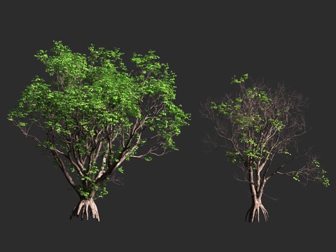  兰屿木果楝 兰屿海楝 木果楝 楝科 木果楝属 常绿中型乔木3d模型 