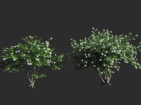  欧洲荚蒾 五福花科 忍冬科 荚蒾属 落叶灌木3d模型 