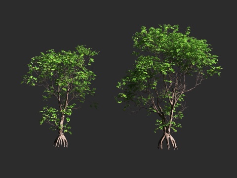  兰屿木果楝 兰屿海楝 木果楝 楝科 木果楝属 常绿中型乔木3d模型 