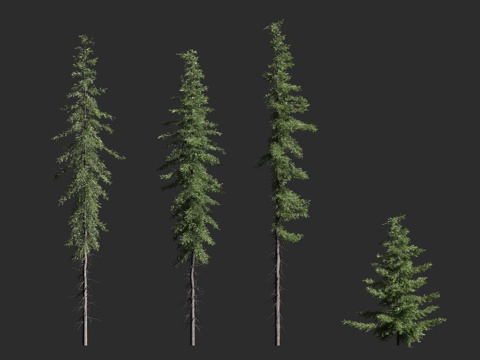  高山铁杉 默氏铁杉 松科 铁杉属 常绿针叶大乔木 北美西部3d模型 
