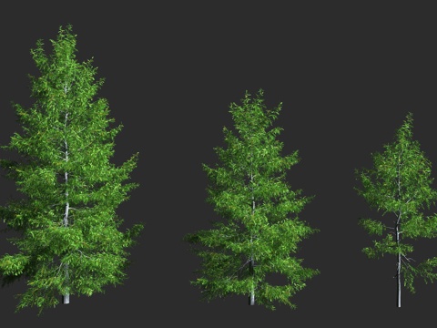  异叶铁杉 西部铁杉 松科 铁杉属 常绿针叶大乔木 北美西海岸3d模型 