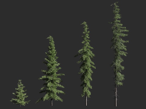  高山铁杉 默氏铁杉 松科 铁杉属 常绿针叶大乔木 北美西部3d模型 