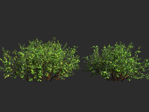  欧洲越橘  黑果越橘 杜鹃花科 越橘属 落叶矮小灌木3d模型 