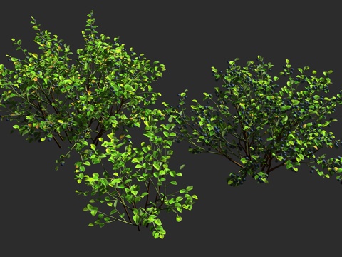  欧洲越橘  黑果越橘 杜鹃花科 越橘属 落叶矮小灌木3d模型 