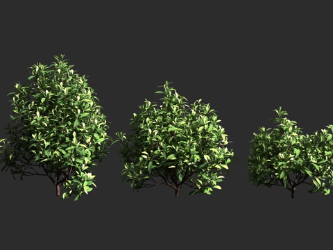  阔叶胡椒木 紫林仙 澳大利亚 濒危植物 林仙科 林仙属 原始3d模型 