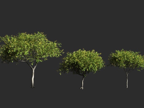  金蝶木 黄花盾柱木 蒂普树 豆科 单种属 蝶形花亚科 盾柱木3d模型3d模型 