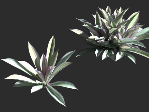  紫背万年青 蚌花 紫锦兰 紫蒀 鸭跖草科 紫露草属 多年生常3d模型 