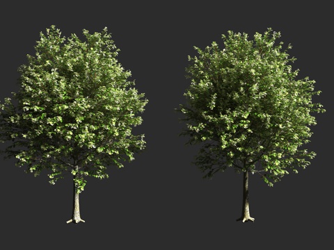  皇椴 凯撒椴 浅叶欧洲椴 锦葵科 椴树属 小叶椴 大叶椴 杂3d模型 