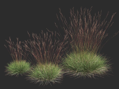  豪猪草 禾本科 三齿稃属 多年生丛生禾草 干旱区3d模型 