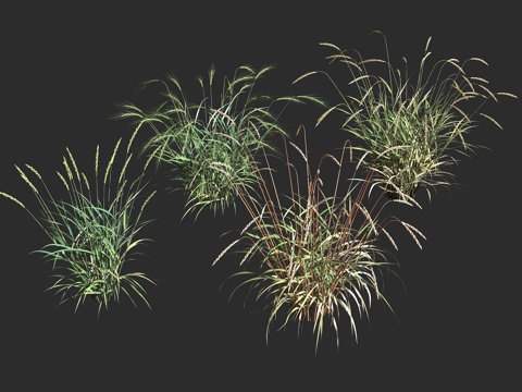  斯佩耳特小麦 斯佩尔特小麦 禾本科 小麦属 一年生草本谷物3d模型 