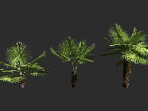 奈尼塔尔风车棕榈 印度喜马拉雅风车棕 库蒙棕 棕榈科 蒲葵属3d模型 