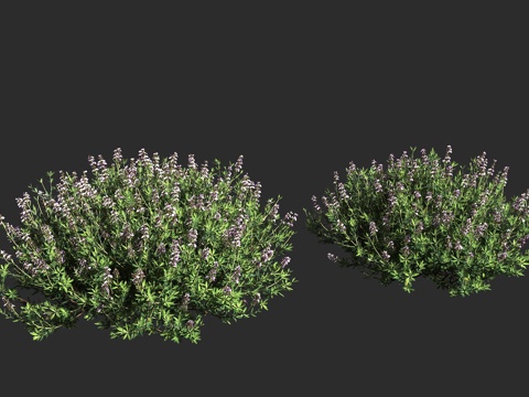 真百里香 普通百里香 厨房百里香 唇形科 百里香属 多年生常3d模型 