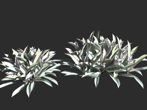  紫背万年青 蚌花 紫锦兰 紫蒀 鸭跖草科 紫露草属 多年生常3d模型 