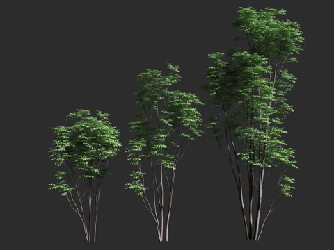  火烈鸟香椿 楝科 香椿属 落叶乔木 园艺品种 澳大利亚 观赏3d模型 