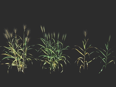  普通小麦  面包小麦 禾本科 小麦属 一年生栽培谷物 六倍体3d模型 