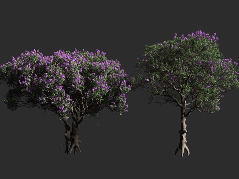  大花蒂牡花 紫花野牡丹 巴西荣耀树 野牡丹科 蒂牡花属 常绿3d模型 