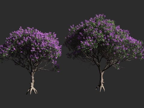  大花蒂牡花 紫花野牡丹 巴西荣耀树 野牡丹科 蒂牡花属 常绿3d模型 