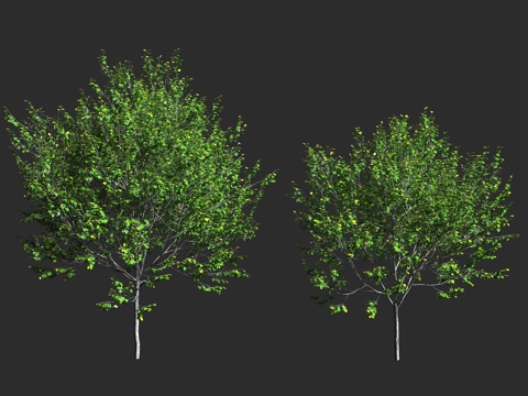  大叶椴 阔叶椴 锦葵科 椴树属 落叶大乔木 欧洲 西亚3d模型 