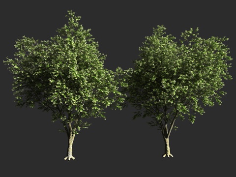  皇椴 凯撒椴 浅叶欧洲椴 锦葵科 椴树属 小叶椴 大叶椴 杂3d模型 