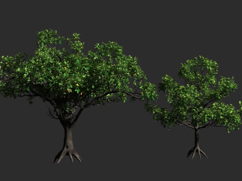  榄仁树 印度榄仁 海杏仁 法国枇杷 使君子科 榄仁属 落叶大3d模型 