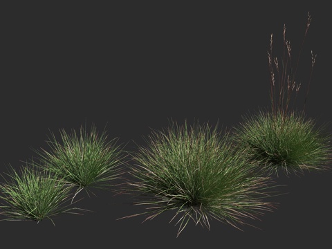  豪猪草 禾本科 三齿稃属 多年生丛生禾草 干旱区3d模型 