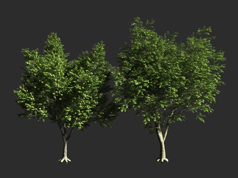  银绿欧洲椴 浅叶椴 皇椴 国王椴 锦葵科 椴树属  小叶椴大3d模型 