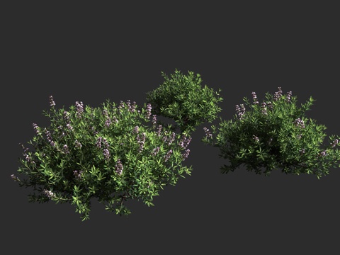  真百里香 普通百里香 厨房百里香 唇形科 百里香属 多年生常3d模型 
