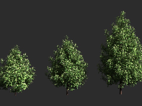  阔叶胡椒木 紫林仙 澳大利亚 濒危植物 林仙科 林仙属 原始3d模型 