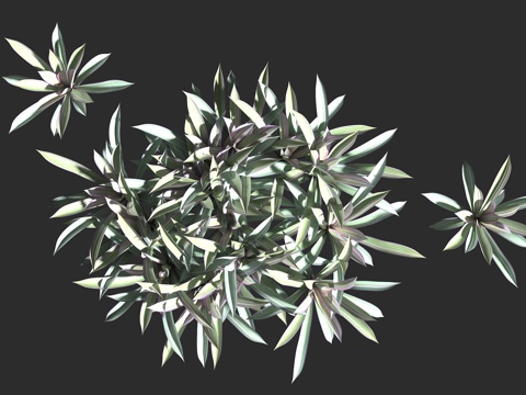  紫背万年青 蚌花 紫锦兰 紫蒀 鸭跖草科 紫露草属 多年生常3d模型 