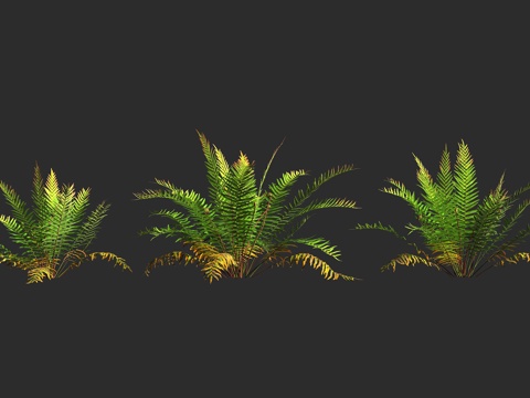  沼泽水蕨 印度沼泽乌毛蕨 乌毛蕨科 水乌毛蕨属 多年生 湿生3d模型 