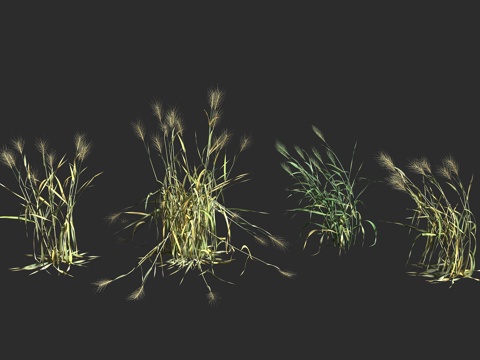  普通小麦  面包小麦 禾本科 小麦属 一年生栽培谷物 六倍体3d模型 