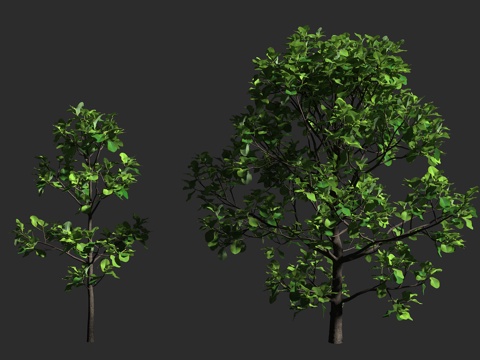  榄仁树 印度榄仁 海杏仁 法国枇杷 使君子科 榄仁属 落叶大3d模型 