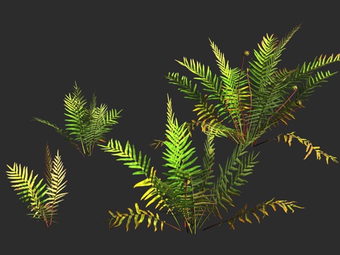  沼泽水蕨 印度沼泽乌毛蕨 乌毛蕨科 水乌毛蕨属 多年生 湿生3d模型 