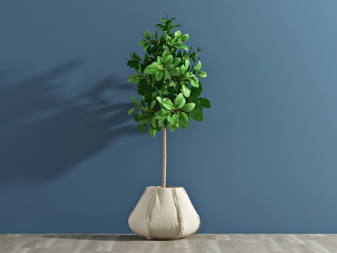  现代植物 盆栽 绿植3d模型 