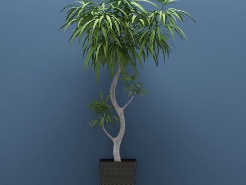  现代绿植 植物 盆栽3d模型 