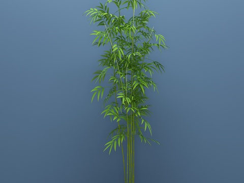  现代植物 盆栽 绿植3d模型 