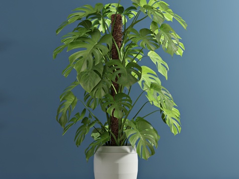  现代绿植 盆栽 植物3d模型 