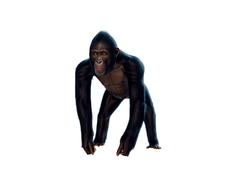  黑猩猩su模型 