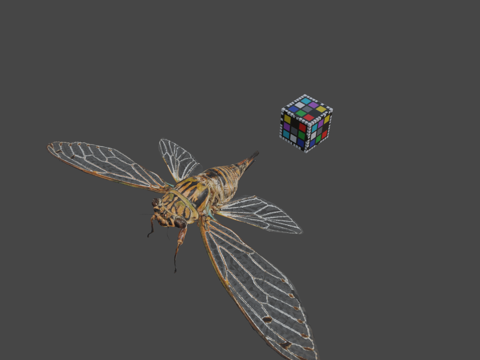  CC0岩崎蝉岩崎蝉鸣蝉属岩崎种su模型 