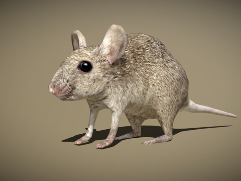  RT鸟类与小动物老鼠su模型 