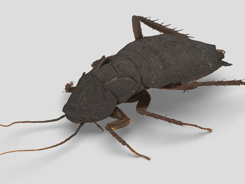  东方蜚蠊su模型 