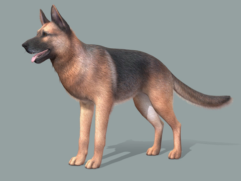  狗牧羊犬v2su模型 