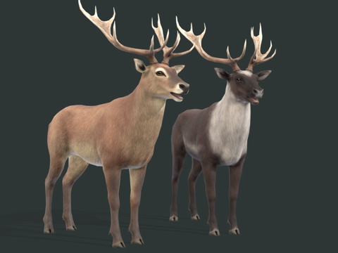  鹿纹理测试su模型 