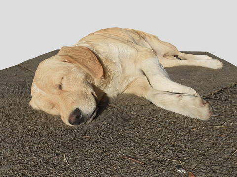  第比利斯流浪狗su模型 