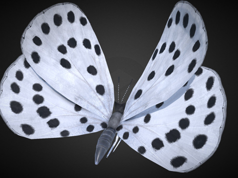  大虎斑蝶绑定su模型 