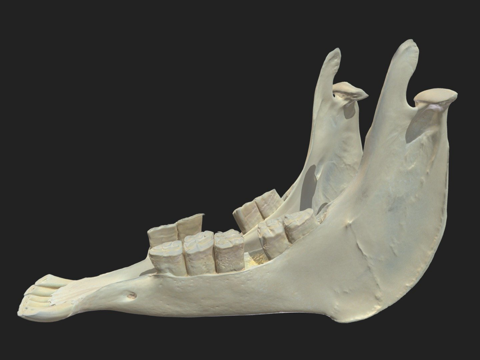 下颌骨驴su模型 