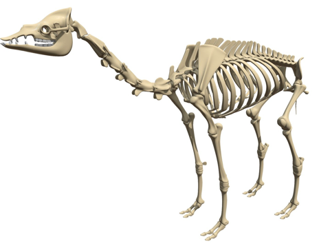  单峰骆驼骨架su模型 