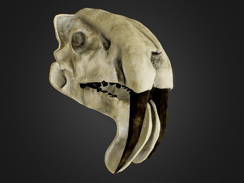 凶袋剑齿虎头骨su模型