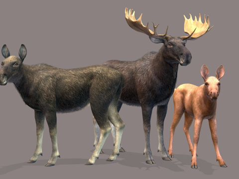  驼鹿家庭马鹿1su模型 