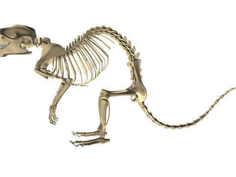 老鼠骨架su模型